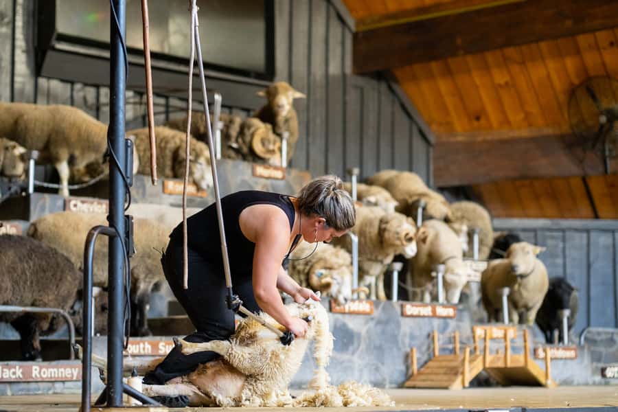 Rotorua: Authentic Kiwi Farm Experience at the Agrodome - Riding across 350 acres in an all-weather trailer