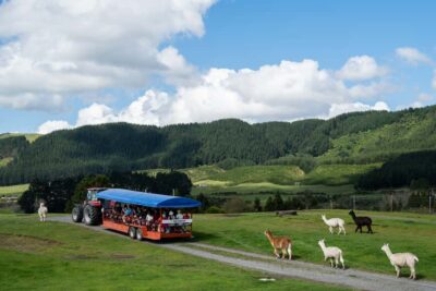 Authentic Kiwi Farm Experience at the Agrodome