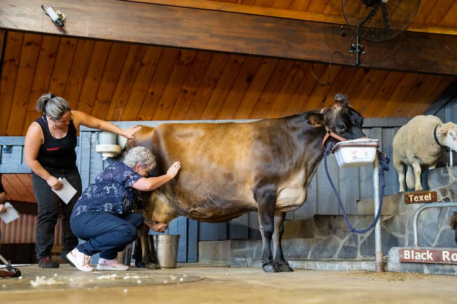 Rotorua: Authentic Kiwi Farm Experience at the Agrodome - How much value do you get for $38?
