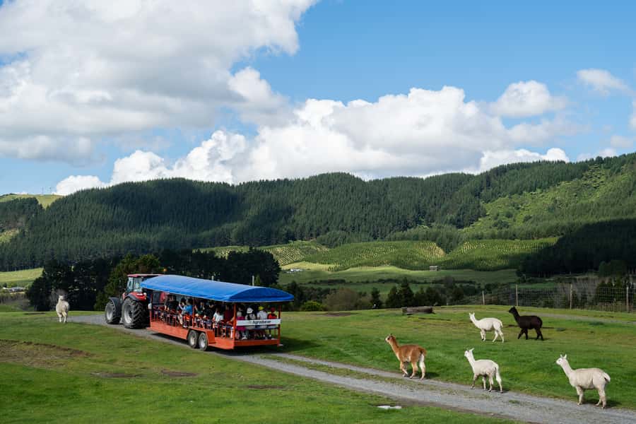 Rotorua: Authentic Kiwi Farm Experience at the Agrodome - The one-hour farm show: sheep, dogs, and audience action