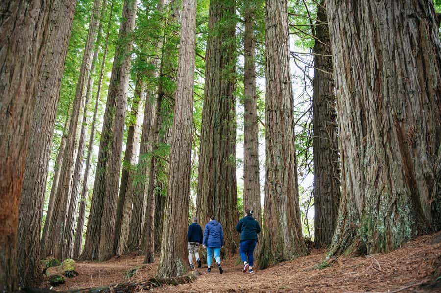 Rotorua: Explore The Lakes Half-Day Morning Tour - Key points at a glance