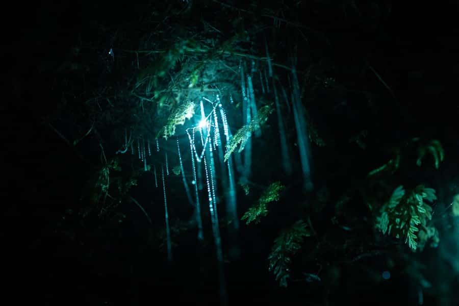 Rotorua: Glow Worm Kayak Tour - Is $116 good value?