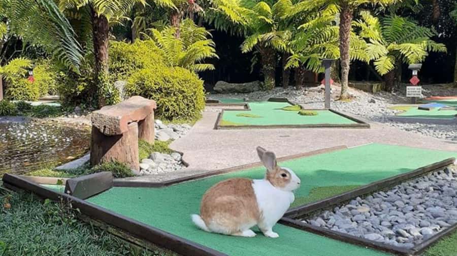 Rotorua: Mini Golf Experience - Day play or a floodlit evening round