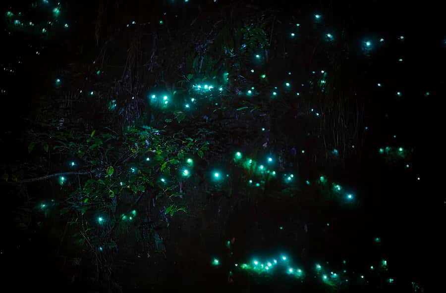 Rotorua: Nocturnal Glow-Worm Adventure Tour with a Guide - Why this night walk feels different from a standard glow-worm trip