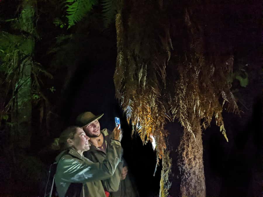 Rotorua: Nocturnal Glow-Worm Adventure Tour with a Guide - Sunset views before the forest