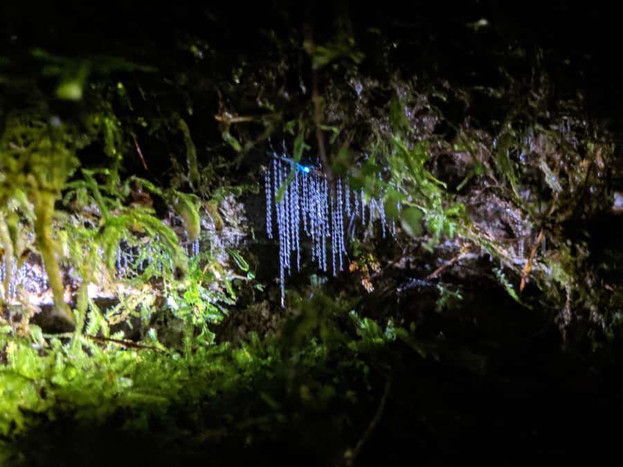 Rotorua: Nocturnal Glow-Worm Adventure Tour with a Guide - Night photography and the final hot chocolate
