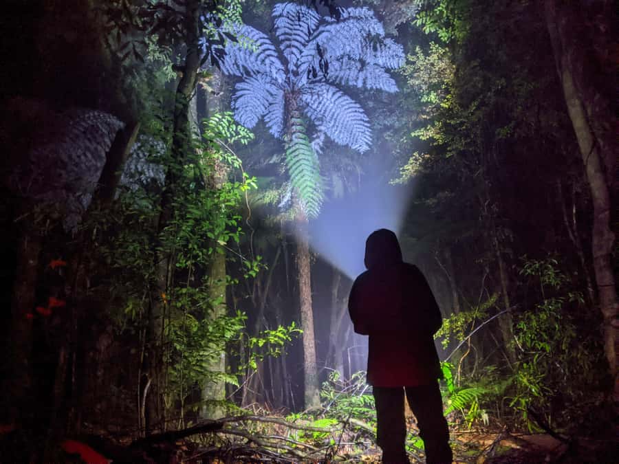 Rotorua: Nocturnal Glow-Worm Adventure Tour with a Guide - The 25-minute ride from Rotorua