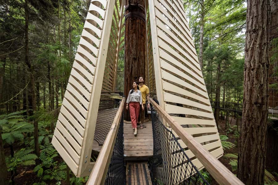 Rotorua: Redwoods Altitude, Nighttime Fast Pass, & Treewalk - Why the canopy course is the main event