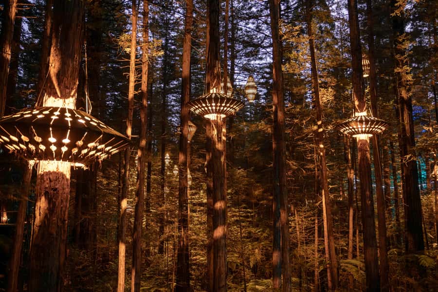 Rotorua: Redwoods Altitude, Nighttime Fast Pass, & Treewalk - The daytime Treewalk and glowworm stop