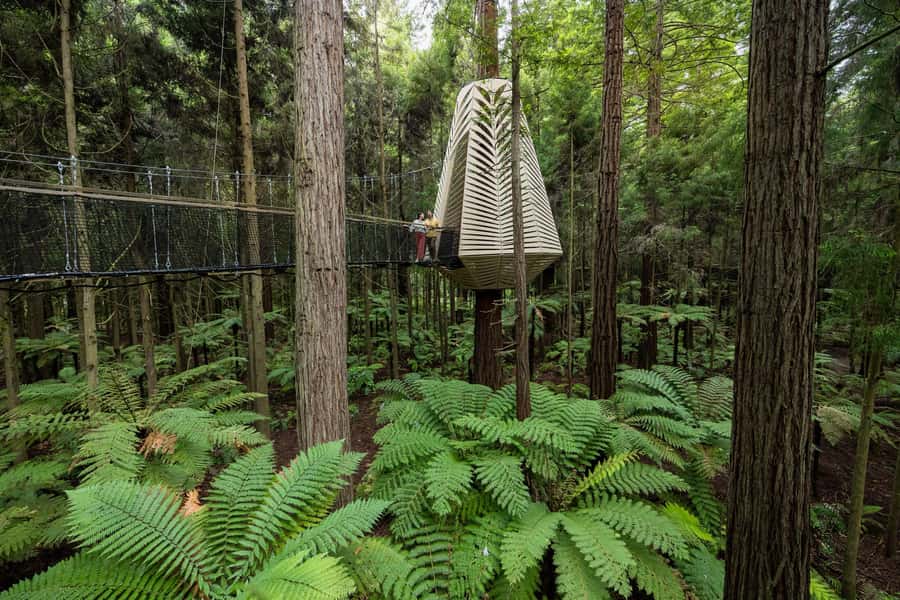 Rotorua: Redwoods Altitude, Nighttime Fast Pass, & Treewalk - Redwoods Nightlights with Fast Pass