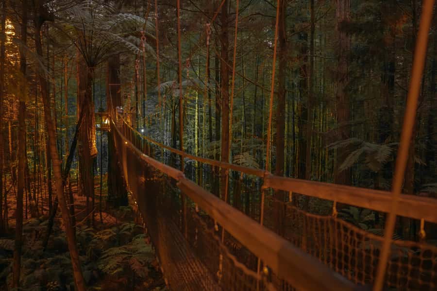 Rotorua: Redwoods Altitude, Nighttime Fast Pass, & Treewalk - Who should take this Rotorua adventure?