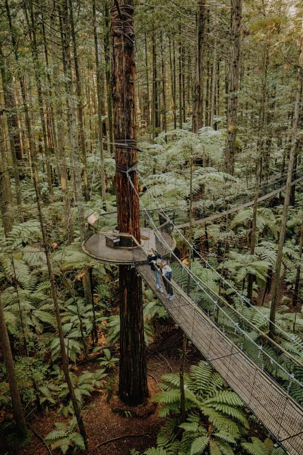 Rotorua: Redwoods Altitude, Nighttime Fast Pass, & Treewalk - Should you book Redwoods Altitude and Nightlights?
