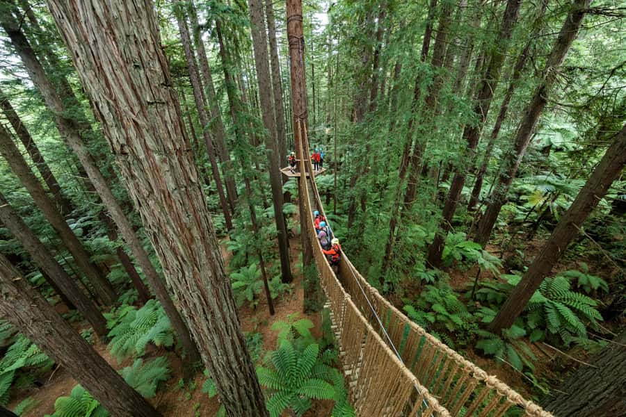 Rotorua: Redwoods Altitude, Nighttime Fast Pass, & Treewalk - What the bridges and ziplines feel like