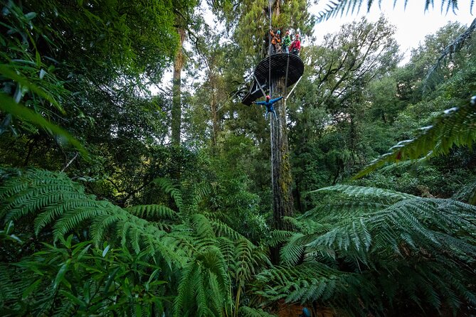 Rotorua’s Ultimate Zipline: 6 ziplines, 400 m Tandem, Cliff Walk - Six ziplines, not six repeats