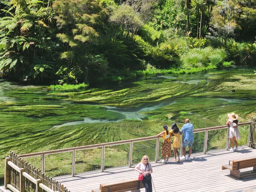 Rotorua & Taupo DayTour Waiotapu & Huka Falls from Auckland - Rotorua brings culture, forest, and geothermal character