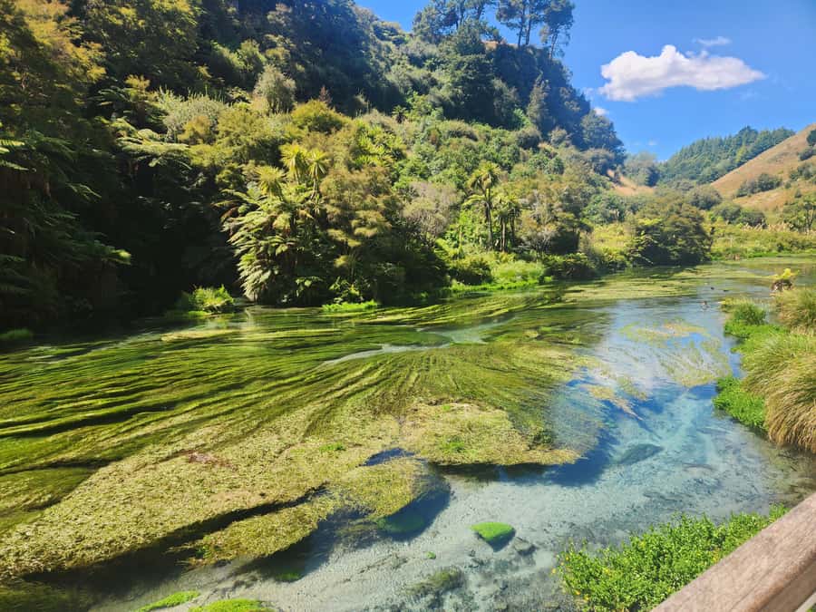 Rotorua & Taupo DayTour Waiotapu & Huka Falls from Auckland - Who will enjoy this long day most?