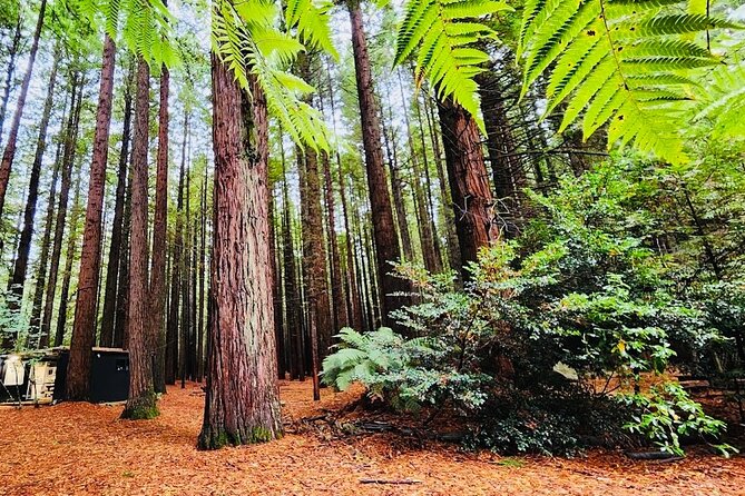 Rotorua & Taupo DayTour with Waiotapu & Huka Falls from Auckland - Auckland at 6:00 am, then a long run south