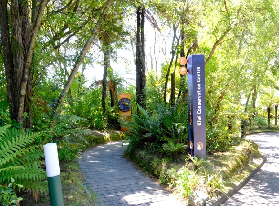 Rotorua: Te Puia Maori Village and Rejuvenation Tour - Timing the day from a cruise ship