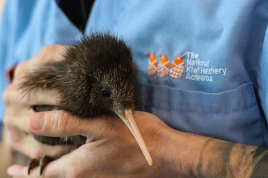 Rotorua: The National Kiwi Hatchery Kiwi Encounter Tour - Key points at a glance