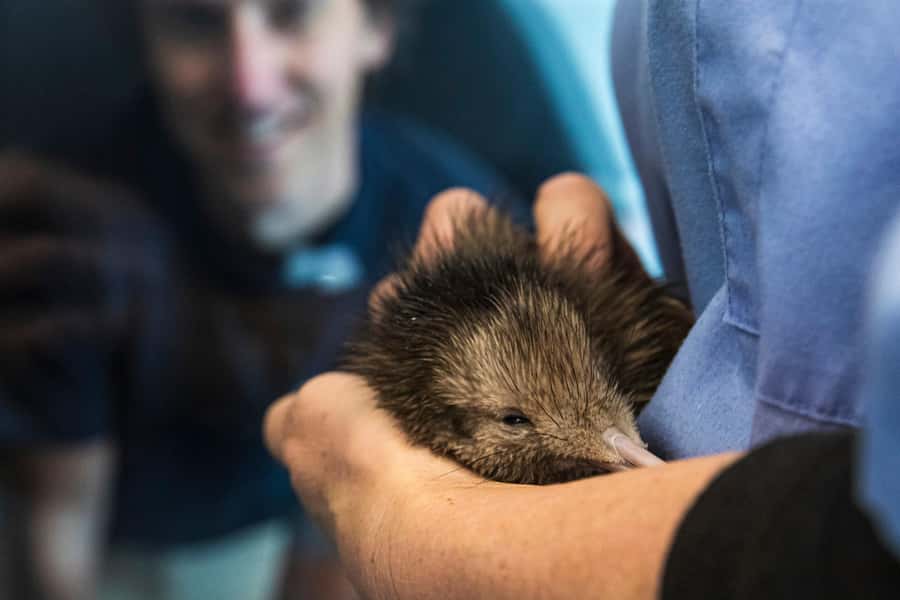 Rotorua: The National Kiwi Hatchery Kiwi Encounter Tour - Inside the hatchery, from egg to chick