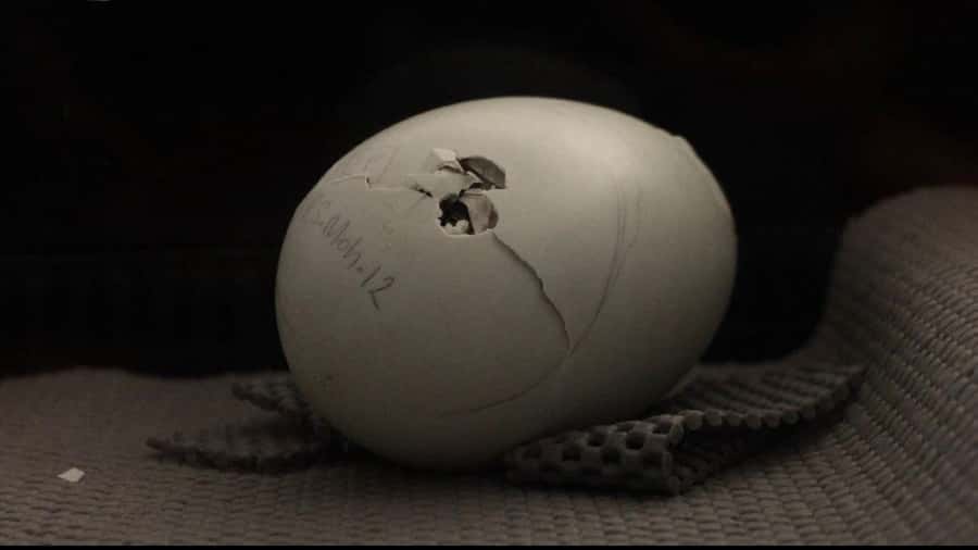 Rotorua: The National Kiwi Hatchery Kiwi Encounter Tour - Hatching season versus the rest of the year