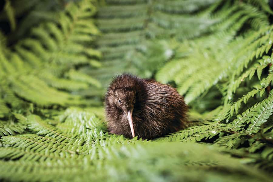 Rotorua: The National Kiwi Hatchery Kiwi Encounter Tour - Is $44 a fair price?