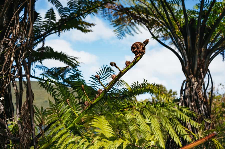 Rotorua: 'Thermal Path Tour' Geothermal half day Tour - What the $89 price gets you