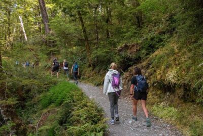 Routeburn Track Guided Walk (Half-Day)