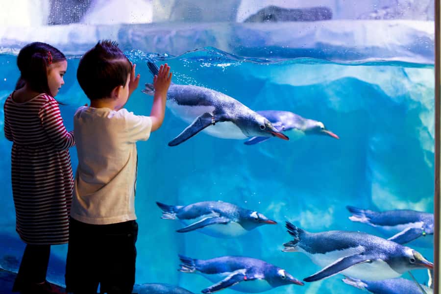 Sea Life Kelly Tarlton's Aquarium General Admission - Why the penguins are the main event