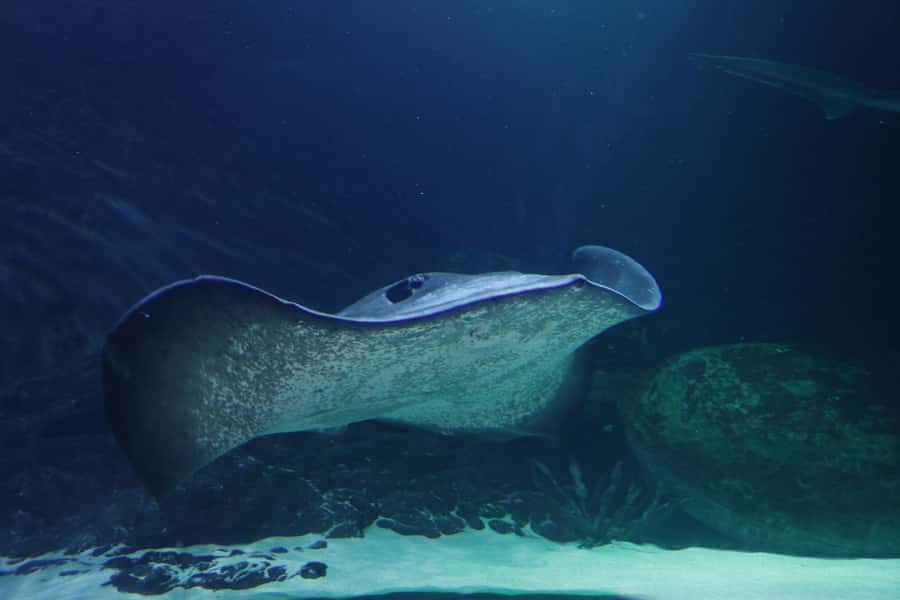 Sea Life Kelly Tarlton's Aquarium General Admission - The rest of the exhibits