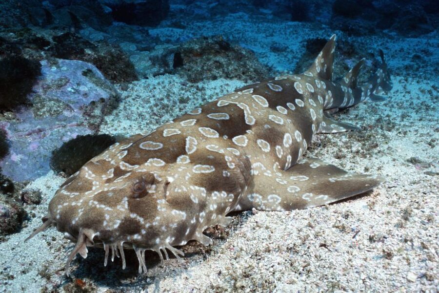 Sea Life Kelly Tarlton's Aquarium General Admission - Location and getting there