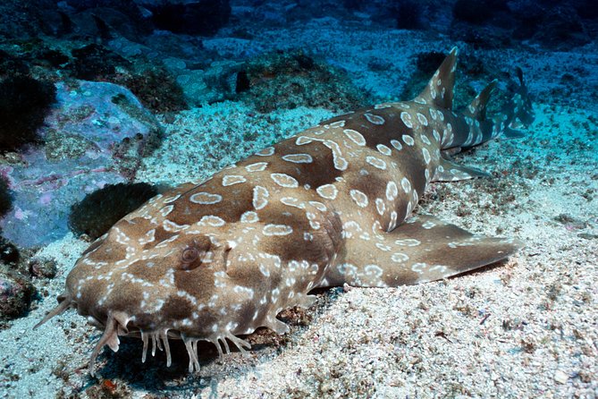 SEA LIFE Kelly Tarlton's General Admission - Thirteen Zones, From Jellyfish to Sea Dragons