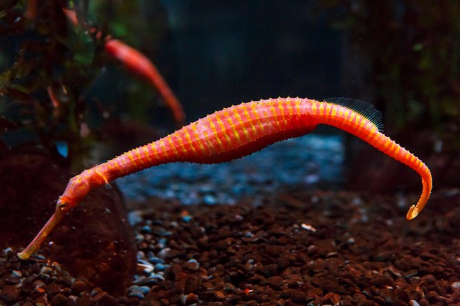 SEA LIFE Kelly Tarlton's General Admission - Getting There From Auckland’s Waterfront