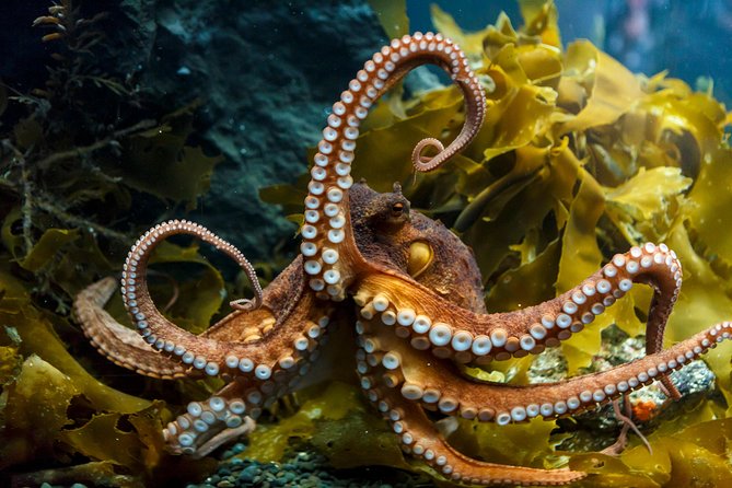 SEA LIFE Kelly Tarlton's General Admission - Is $24.20 Good Value?