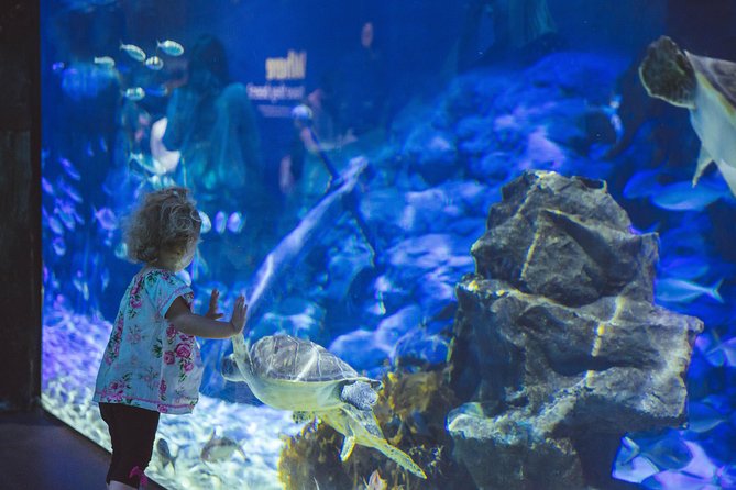 SEA LIFE Kelly Tarlton's General Admission - A Short Visit That Can Stretch to Two Hours