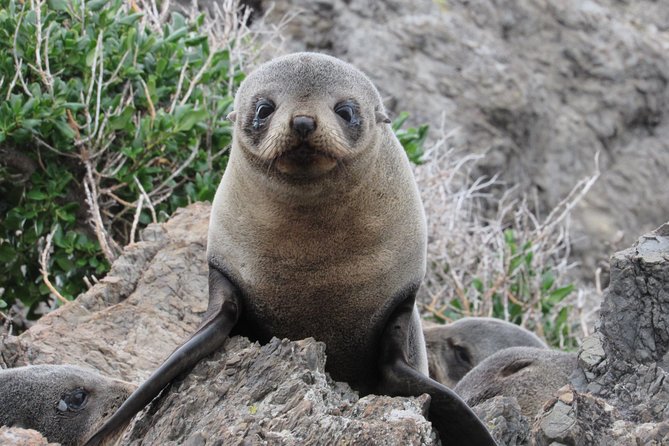 Seal Coast Safari - Exclusive access to Wellington's secret coast - Key points to know before you book