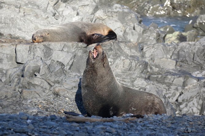 Seal Coast Safari - Exclusive access to Wellington's secret coast - Small groups and guide quality