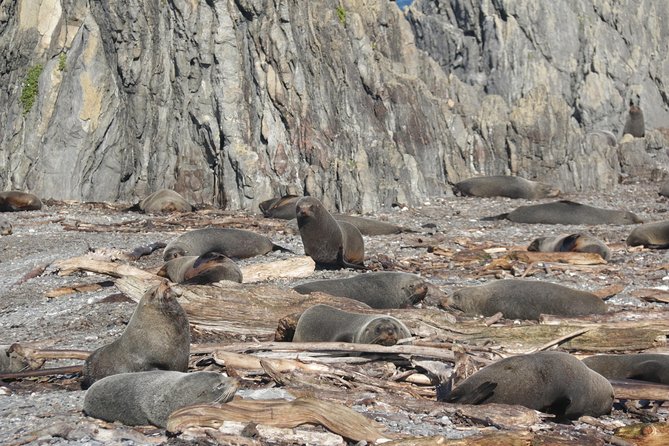 Seal Coast Safari - Exclusive access to Wellington's secret coast - Cruise pickup and half-day planning