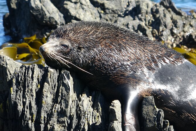 Seal Coast Safari - Exclusive access to Wellington's secret coast - Crossing Terawhiti Station by 4WD
