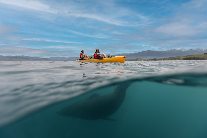 Seal Kayaking Adventure in Kaikoura - Why the Pedal Kayaks Change the Experience