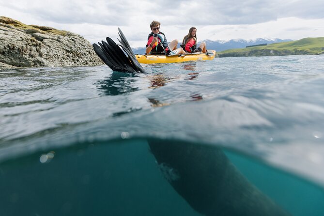 Seal Kayaking Adventure in Kaikoura - The Wildlife You Might See