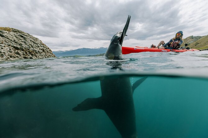 Seal Kayaking Adventure in Kaikoura - Choosing Between Seal Spotting and Sunset