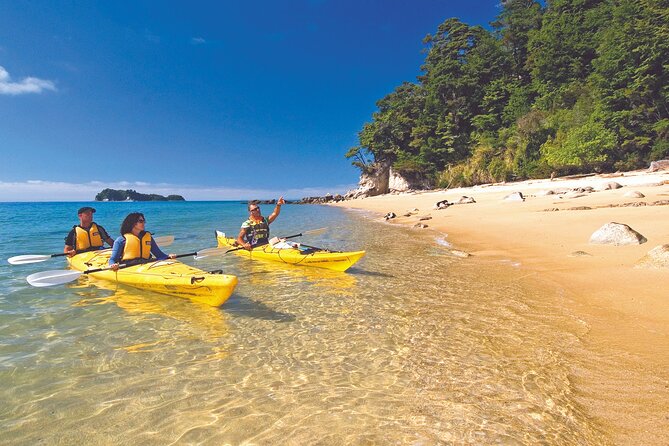 Seal Sanctuary Tour - Guided Kayaking - New Zealand - Adele and Fisherman Islands: The Wildlife Focus