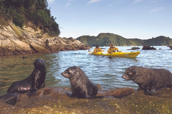 Seal Sanctuary Tour - Guided Kayaking - New Zealand - Is the $161.35 Price Good Value?