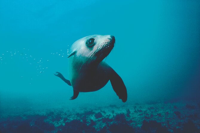 Seal Sanctuary Tour - Guided Kayaking - New Zealand - Up to 1.5 Hours in the Kayak