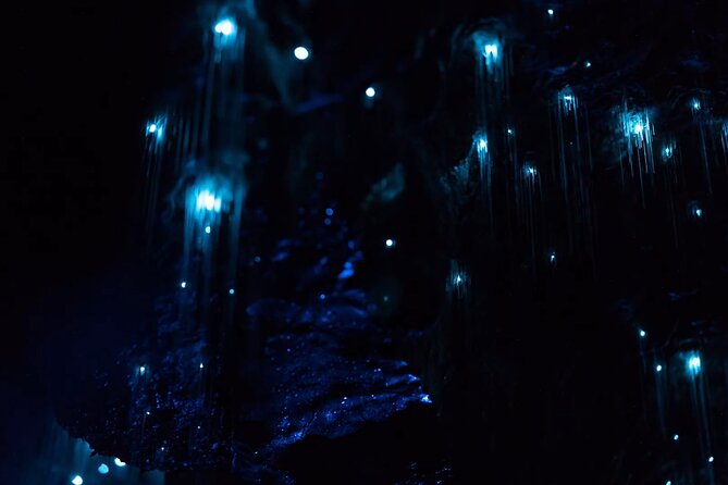 See Auckland's Secret Glow Worms - Key points about Auckland’s glow worm walk
