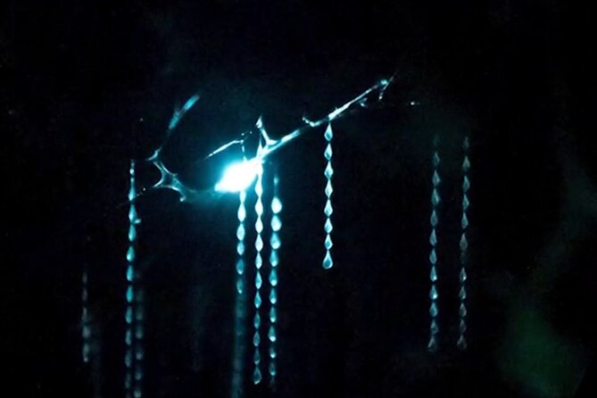 See Auckland's Secret Glow Worms - Why this short Auckland outing is worth your evening