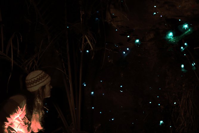 See Auckland's Secret Glow Worms - The 30-minute walk through native bush