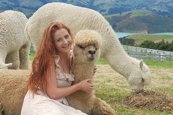 Shamarra Alpaca Farm Tours - Meeting the alpacas above Akaroa Harbour