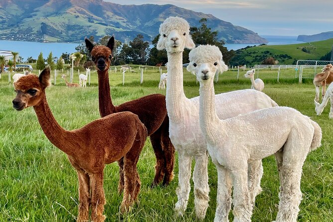Shamarra Alpaca Farm Tours - Feeding, petting, and taking photographs